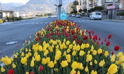 Alanya'da Baharın Renkleri Parkları Süsledi