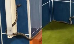 Gazipaşa'da bir camide son 20 günde üç kez yılanlar görüldü.