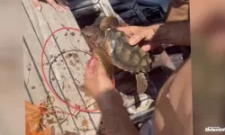 Caretta caretta hayata böyle tutundu!