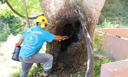 ALANYA BELEDİYESİ’NDEN DOĞA MİRASI AĞAÇLARA BAKIM VE REHABİLİTASYON