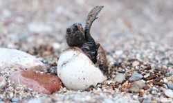 KEMER'DE SON CARETTA CARETTA YUVALARI AÇILDI