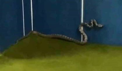 Gazipaşa'da bir camide son 20 günde üç kez yılanlar görüldü.