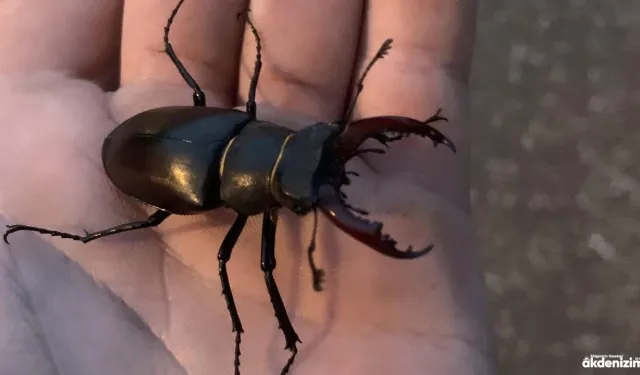 Alanya Bıçakçı Mahallesi'nde Koruma Altındaki Nadir Geyik Böceği Görüldü