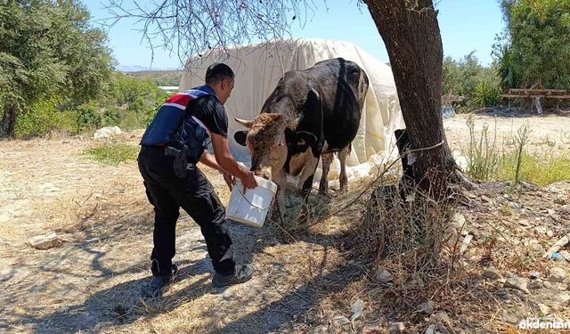 Antalya’da ahır yangını: 3 inek, 12 keçi telef oldu