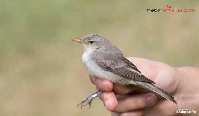 ALKÜ öncülüğünde Kuş Halkalama İstasyonu Kuruldu